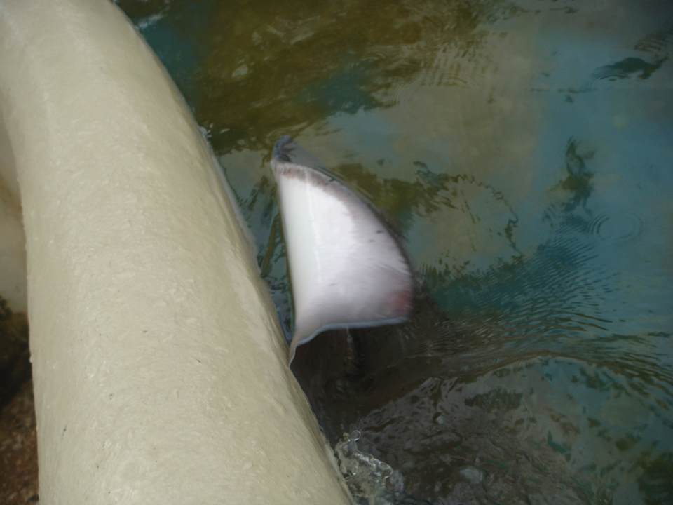 Proyecto Tamar Grand Palladium Imbassai Resort & Spa