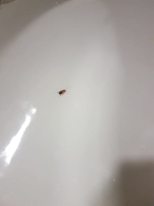 Zimmer Hotel Orfeus Park