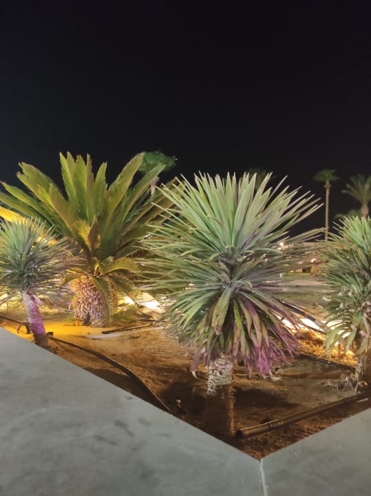 Gartenanlage Beach Albatros Resort