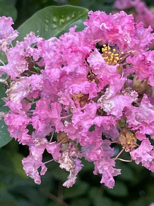 Gartenanlage Side Star Elegance