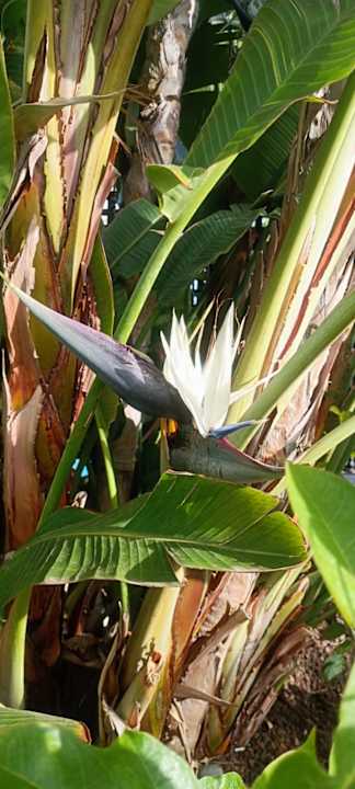 Gartenanlage allsun Hotel Lucana