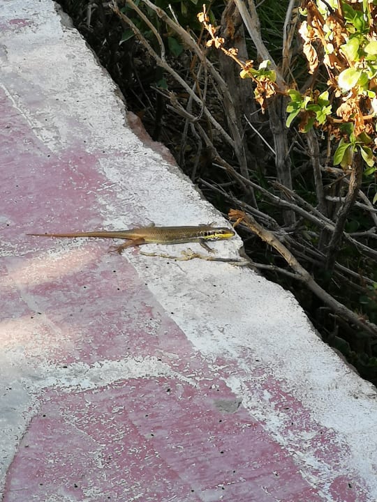 Gartenanlage Fort Arabesque Resort, Spa & Villas