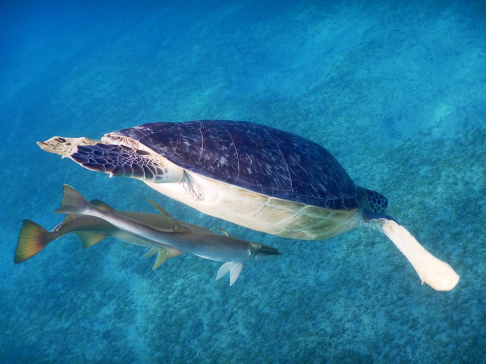 Sport & Freizeit Shams Alam Beach Resort