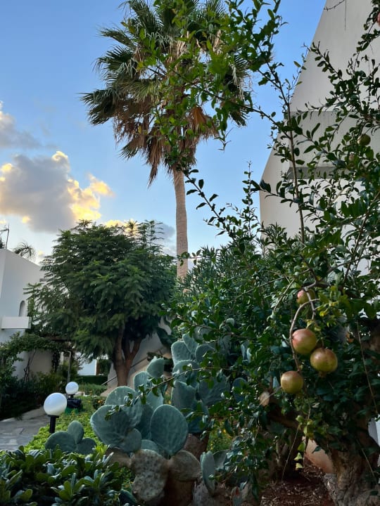 Gartenanlage Sentido Kyknos Beach Adults Only 16+