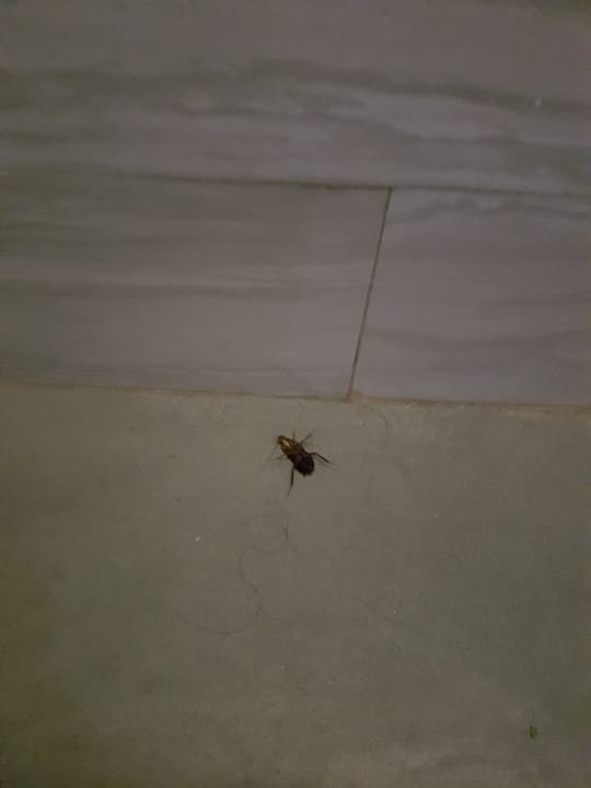 Zimmer Asteria Venus Didim