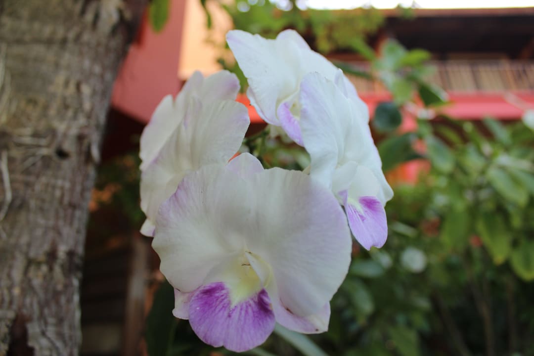 Traumhaft schön Buri Rasa Village Phangan