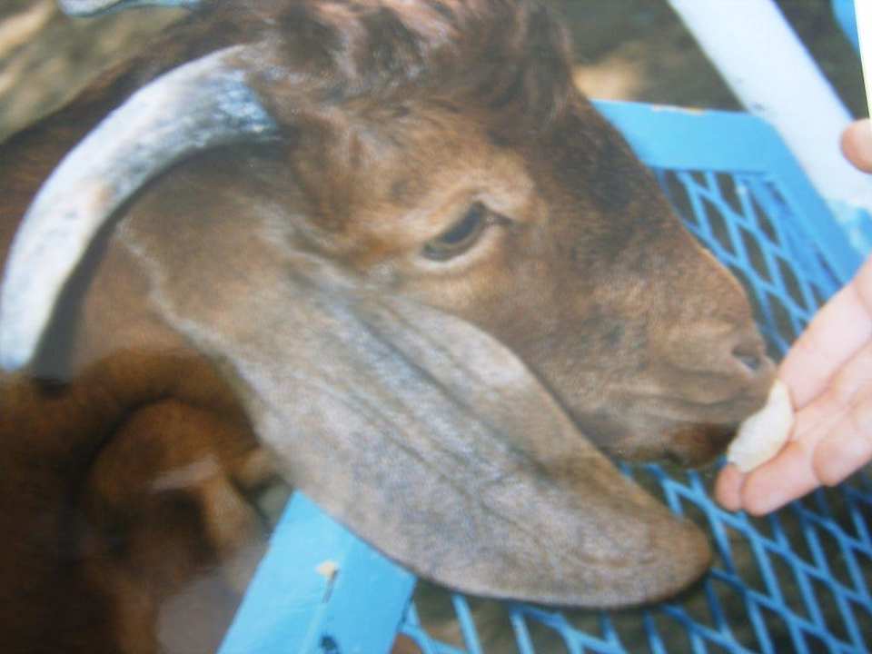 Hoteleigener Zoo Hotel Hill Diar