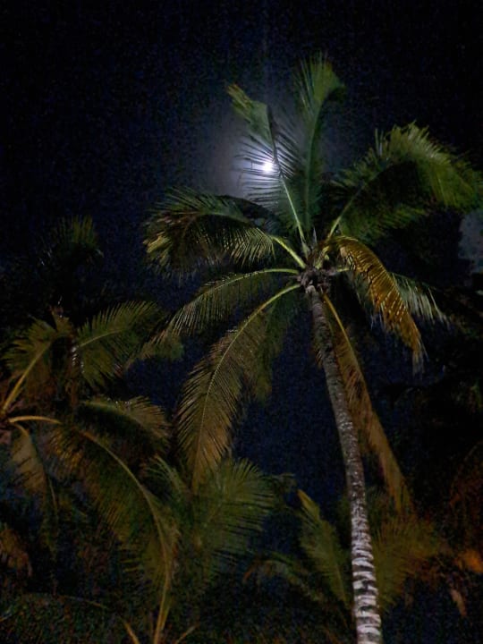 Gartenanlage Catalonia Royal Tulum Beach & Spa Resort - Adults only