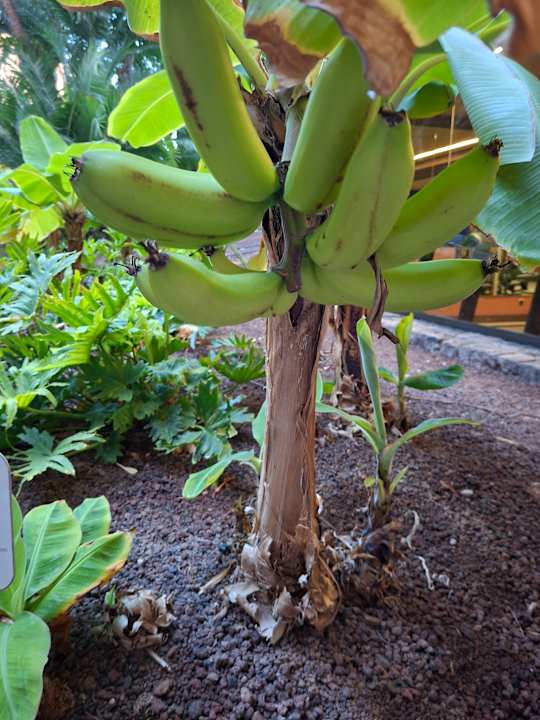 Gartenanlage Lopesan Baobab Resort