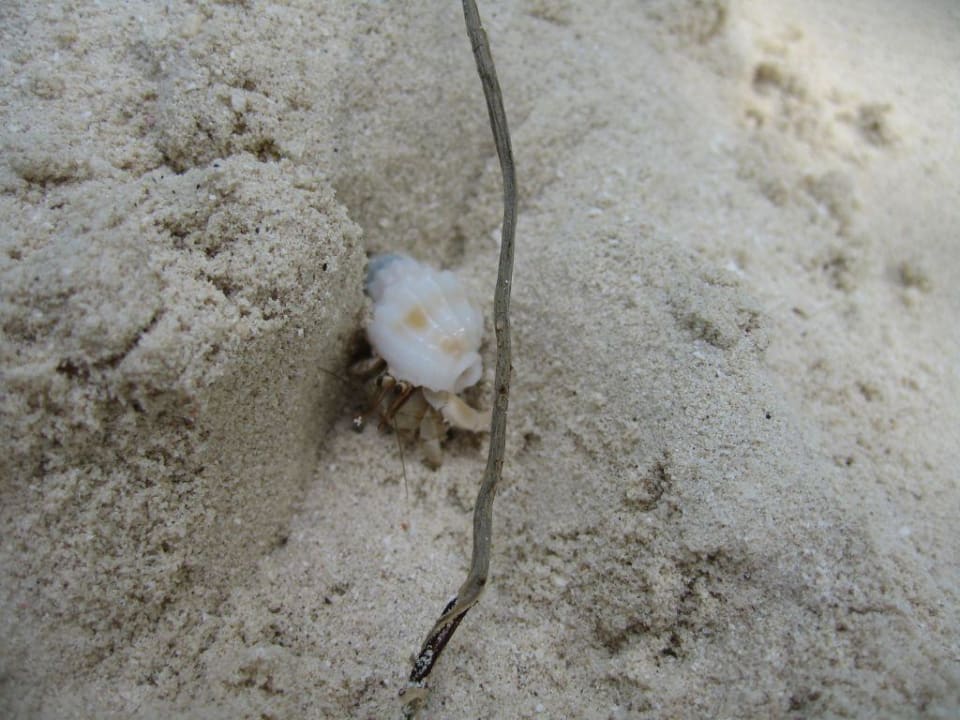 Inselbewohner Vilamendhoo Island Resort & Spa