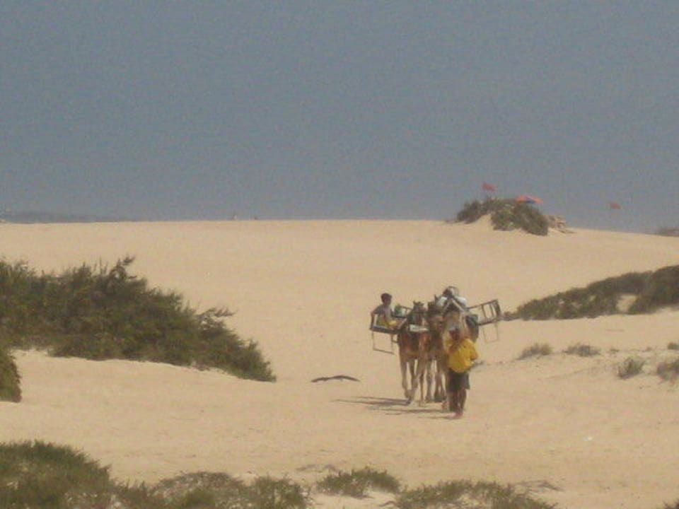 Wüstenpferde Hotel Riu Oliva Beach Resort