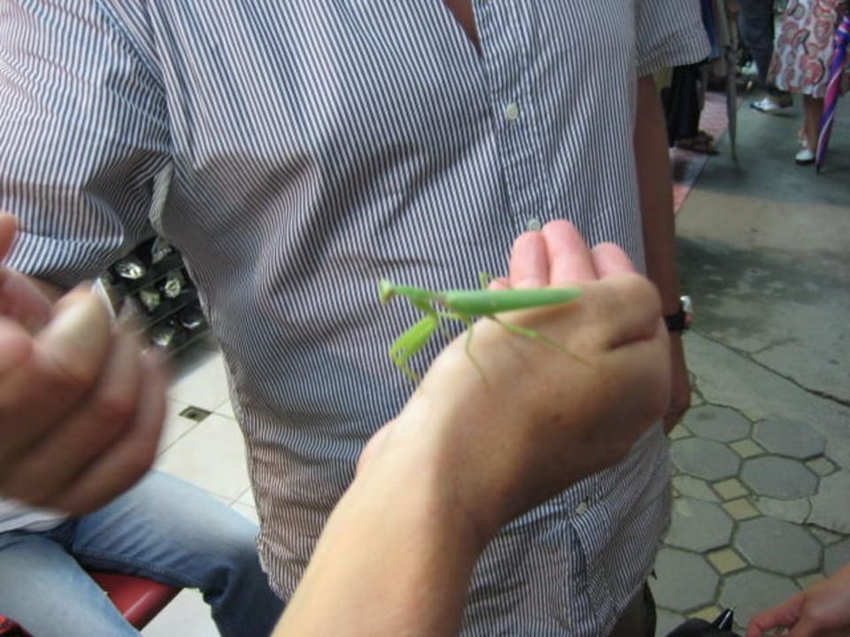 Noch ein Inselbewohner The Fair House Beach Resort