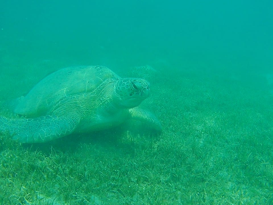 Sport & Freizeit Sentido Caribbean World Soma Bay