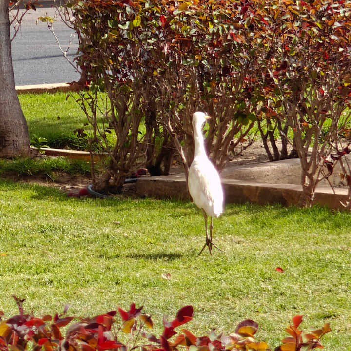Gartenanlage Hotel Riu Palace Boavista