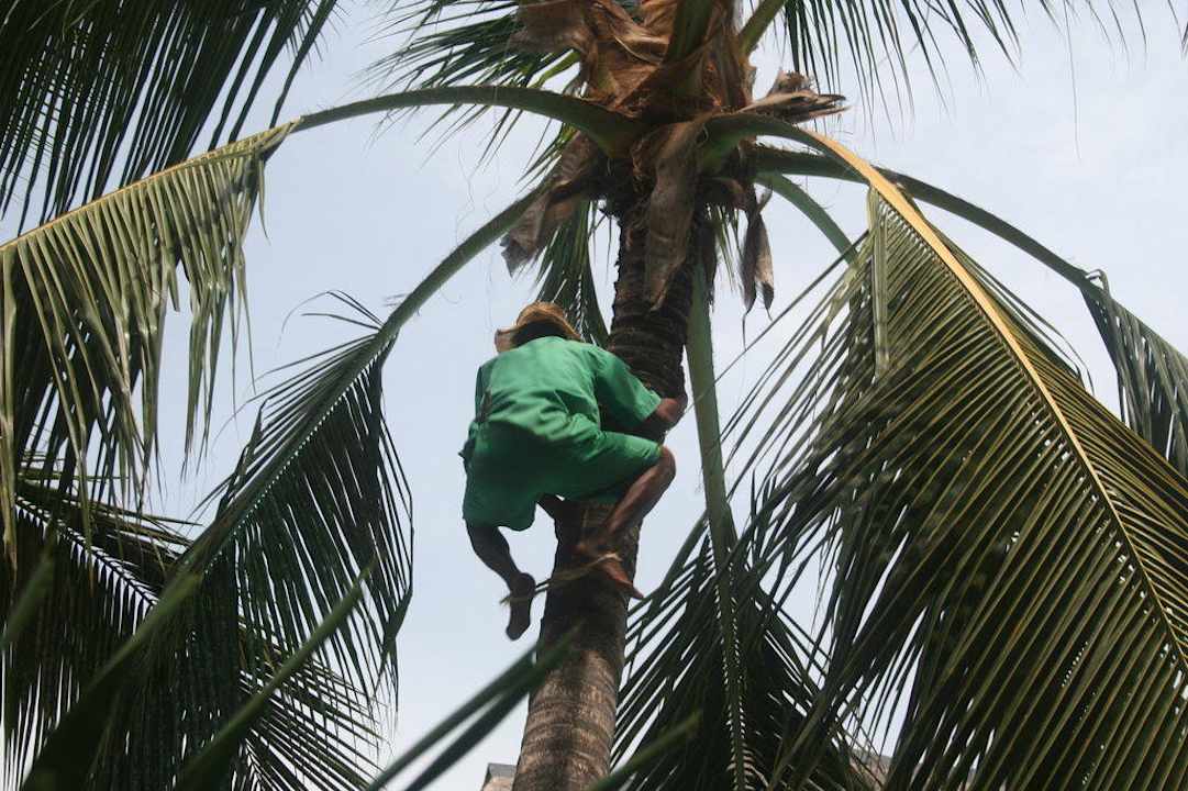 Der Gärtner in der Palme Hotel Southern Palms Beach Resort