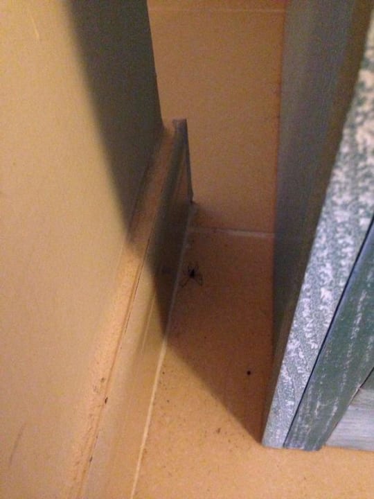 Dreckiges Zimmer mit Spinne SBH Costa Calma Beach Resort