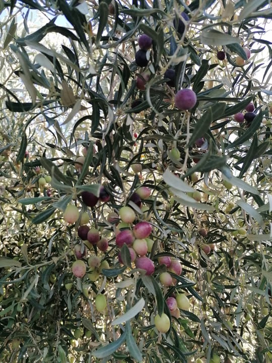 Gartenanlage Lindos Imperial Resort & Spa