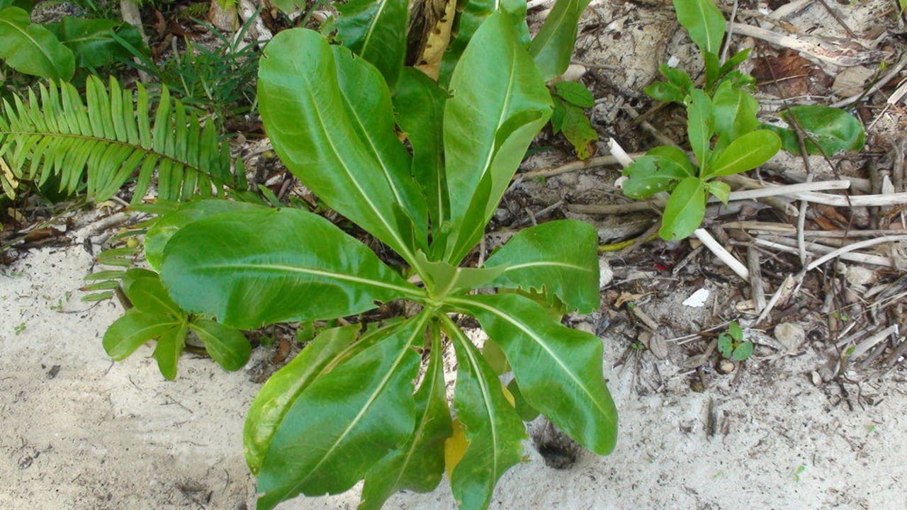 Flora & Fauna Constance Ephelia