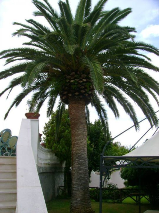 Palme aus dem Hotelgarten Aldiana Club Rocca Nettuno Calabria