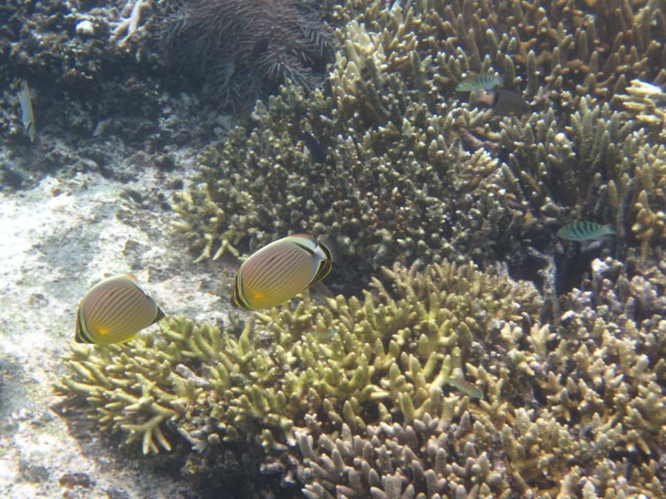 Schnorcheln am Hausriff Hotel Matamanoa Island Resort