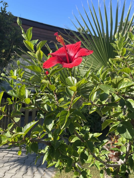 Gartenanlage Saturn Palace Resort Hotel