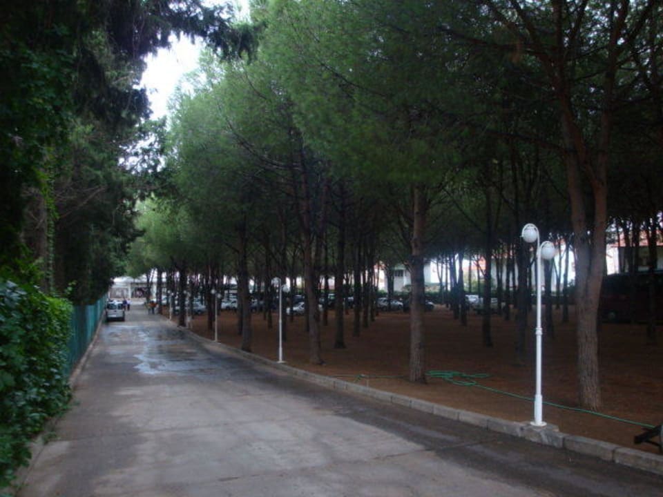 Schöner Baumbestand Hotel Grand Efe