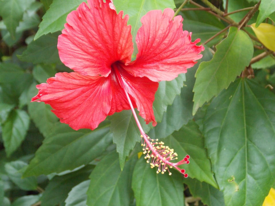 Tolle Blumen. Brisas Guardalavaca Hotel & Villas