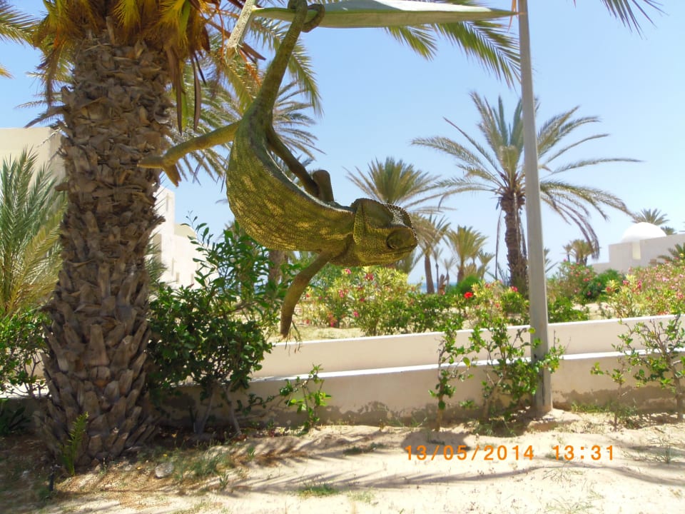 Selten zu sehen  Hotel El Mouradi Djerba Menzel