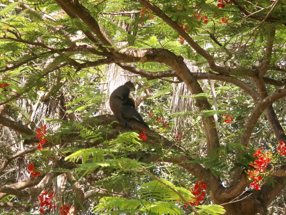 Małpki Neptune Village Beach Resort & Spa
