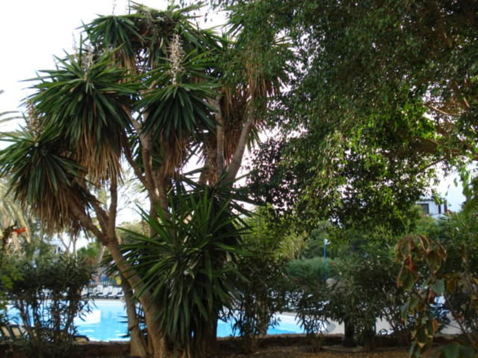 Appartmentaussicht allsun App.-Hotel Albatros