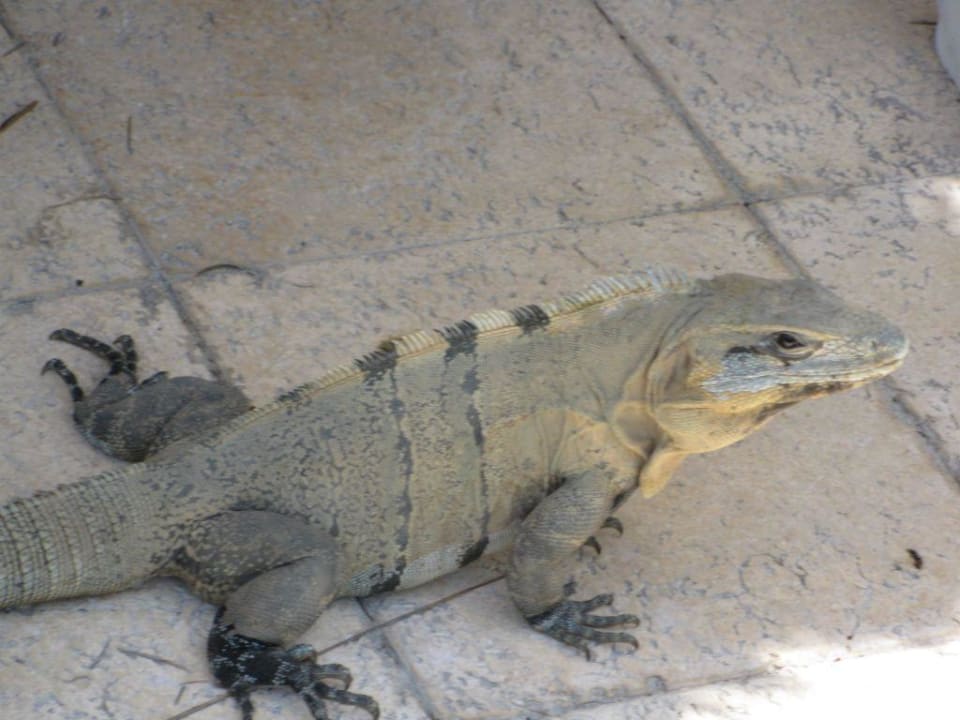 Leguane am Pool Grand Palladium Select White Sand Resort & Spa