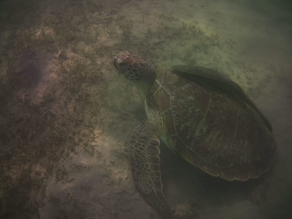 Strand Steigenberger Coraya Beach - Adults only