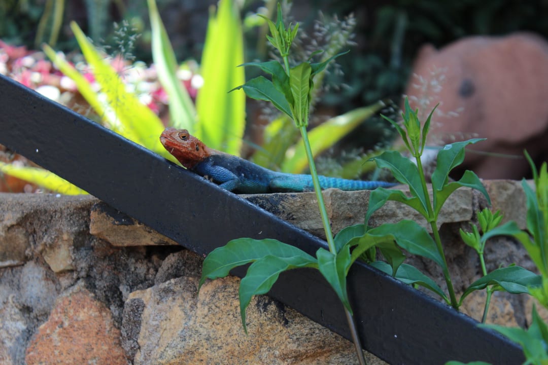 Safari Hotel Papillon Lagoon Reef