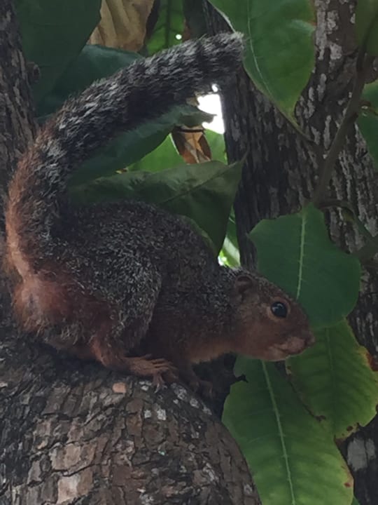 Baobab Beach Resort Baobab Beach Resort & Spa