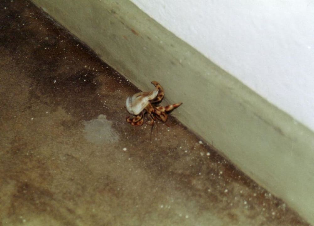 Einsiedler-Krebs Bahari Beach Hotel