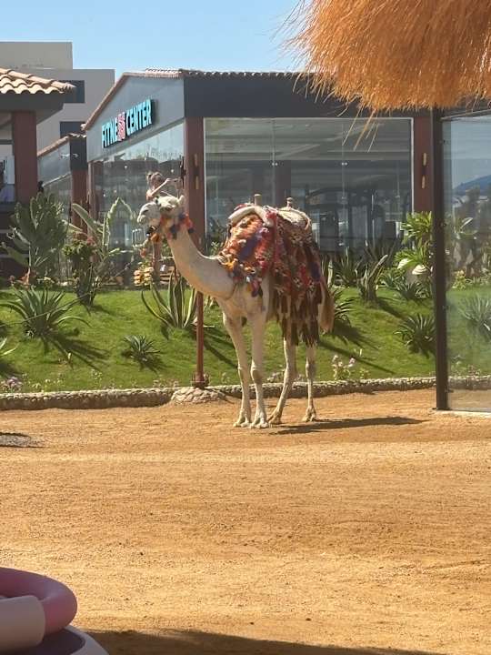 Strand Rewaya Majestic Resort