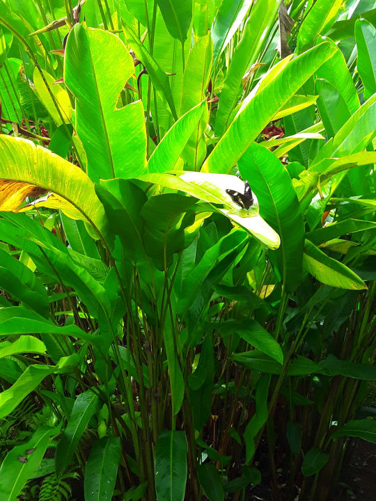 Gartenanlage Bangsak Village