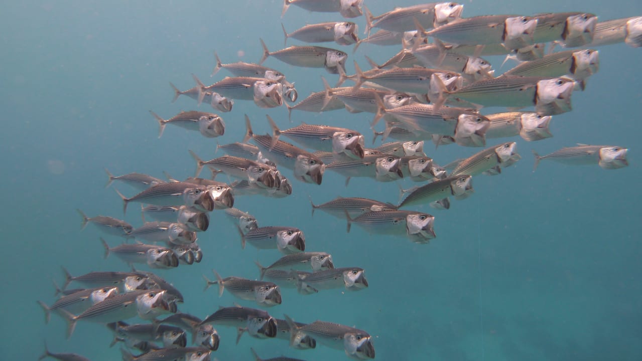 Strand Shams Alam Beach Resort