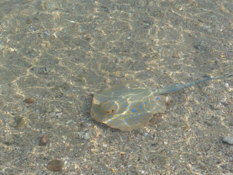 Minirochen am Hausstrand Steigenberger Coraya Beach - Adults only