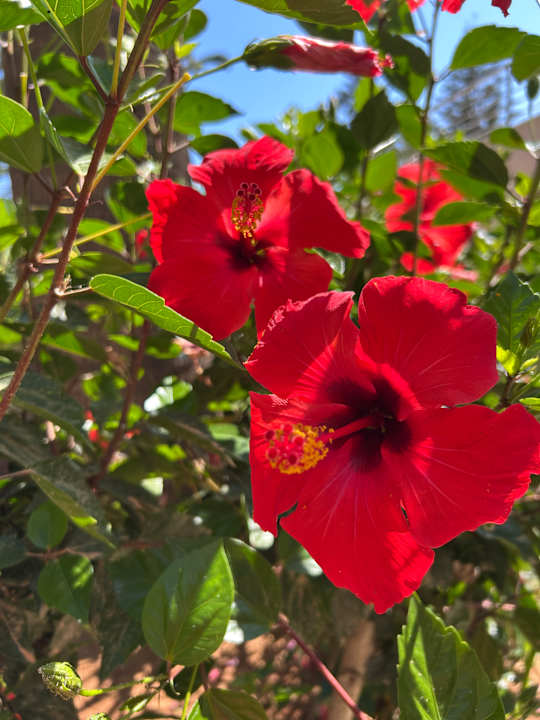 Außenansicht Iberostar Waves Creta Panorama & Mare