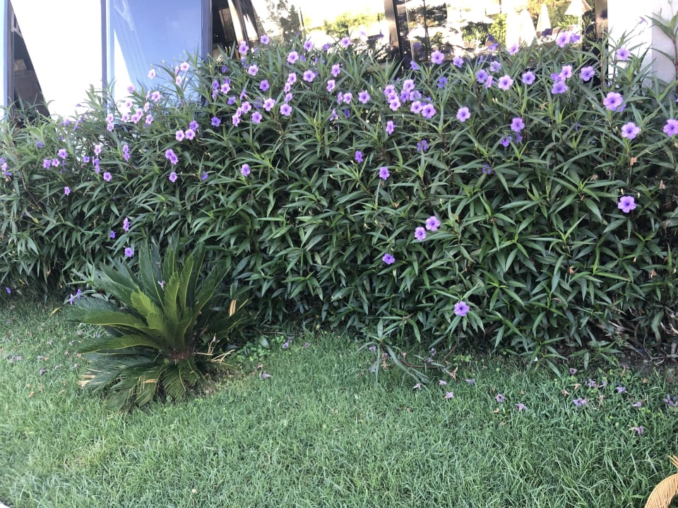 Gartenanlage Seaden Valentine Resort & Spa