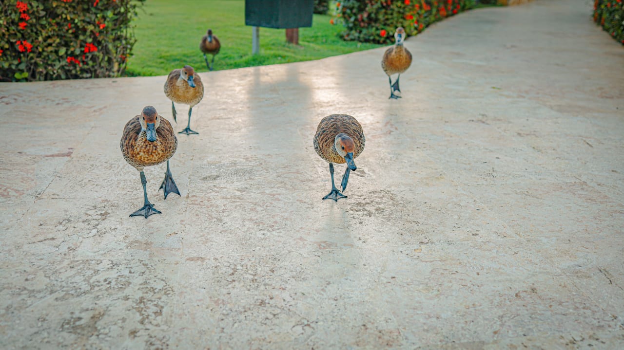 Gartenanlage Hotel Viva Dominicus Palace by Wyndham-All Inclusive Resort