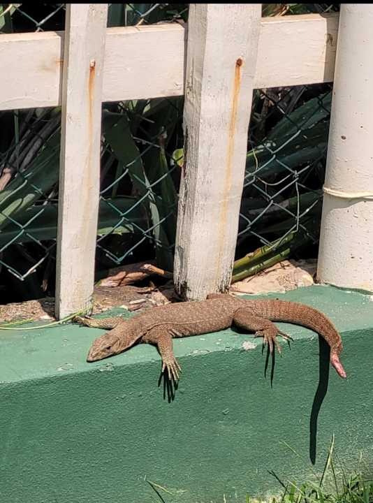 Gartenanlage Dickwella Resort & Spa