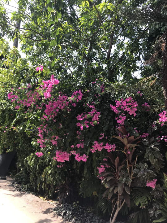 Gartenanlage Kuramathi Maldives