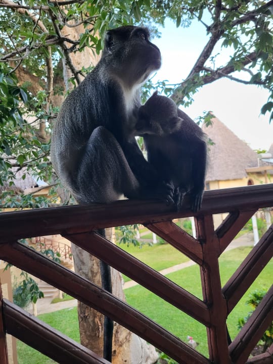 Gartenanlage Neptune Village Beach Resort & Spa