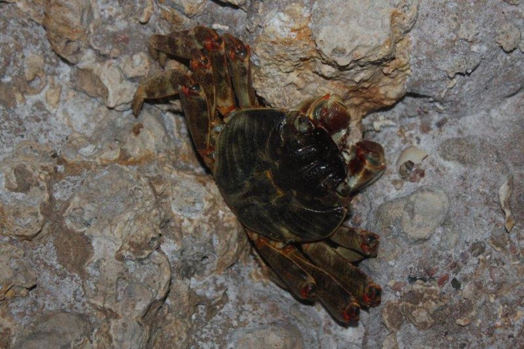 Wieczorem mozna spotkac na plazy rozne stworzonka  Parrotel Beach Resort