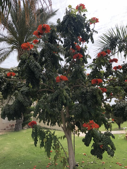 Gartenanlage Jaz Dar EL Madina