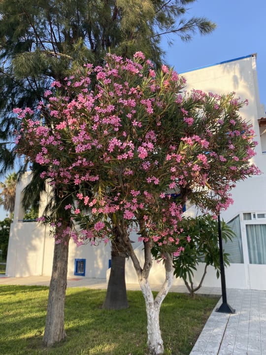 Gartenanlage Hotel Tigaki's Star