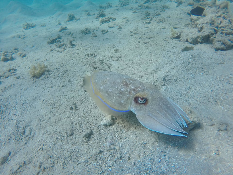 Was ist das? Jaz Aquaviva