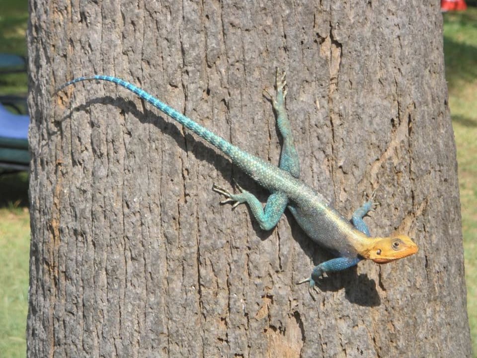 Unser Baum- Bewacher! Bahari Beach Hotel